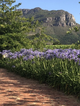Glorious Agapanthus line the drive to the cottages beneath the Helderberg