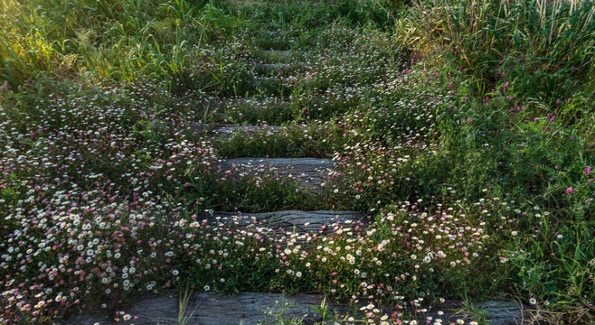 Erigeron daisies decorate the steps to the Stables